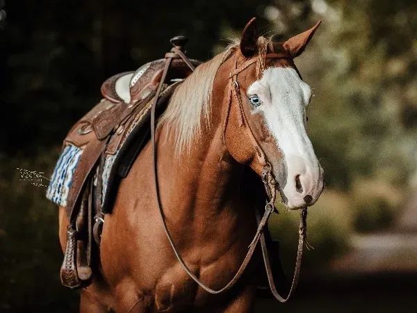 Einsteins Bella Gun, Chestnut mit Flaxen Mane & Tail  Quarter Horse Mare - dreamquarters.de