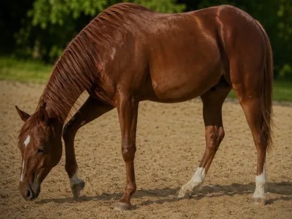 Redy To Twist It Up , Sorrel Quarter Horse Stallion — dreamquarters.de