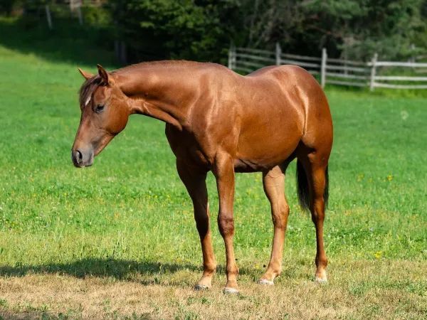EP MR CELSIUS, Sorrel Quarter Horse Stallion — dreamquarters.de