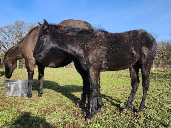 Drifts To The Future, black Quarter Horse Stallion - dreamquarters.de