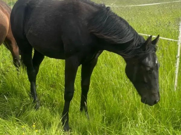 Voodoo Dr whiz Star , Schwarz  Quarter Horse Stallion - dreamquarters.de