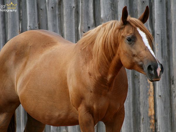 WAVING LIL GUN - in foal to RUF LIL MAGNUM for 2026