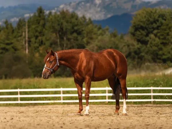 HR WHAT A SUGAR WAVE, Sorrel Quarter Horse Mare - dreamquarters.de