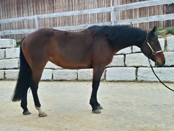 AB Sugar Flip Olena, bay Quarter Horse Mare - dreamquarters.de