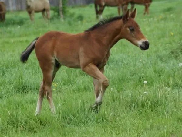Magnums Dark Edition , Bay Quarter Horse Stallion - dreamquarters.de