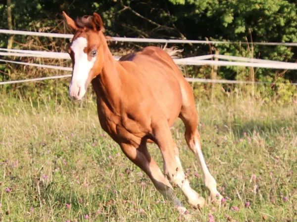 BE Diamonds Gunshine, sorrel Quarter Horse Stallion - dreamquarters.de