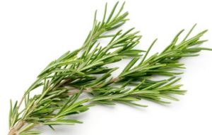 Rosemary