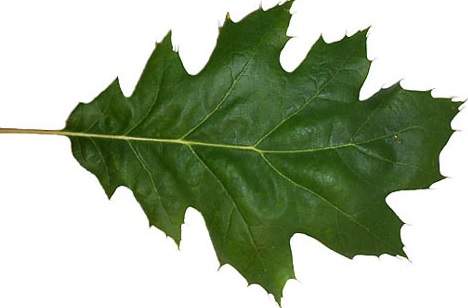 Image result for oak leaves