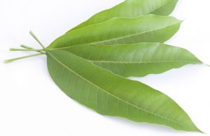 mango leaves