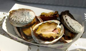 abalone soup, abalone animals, sea animals