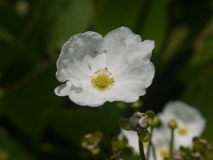 plantain water