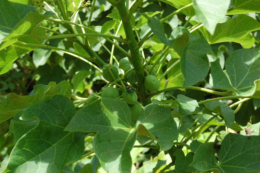 Jatropha Curcas