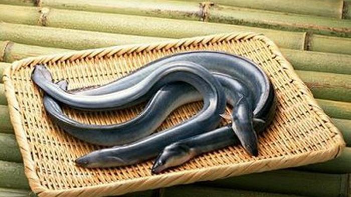 10 Evidence-Based Health Benefits Of Eating Eel Fish - Dr Heben