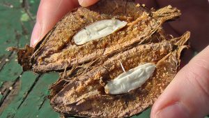 almond tropical benefits health nutrients essential