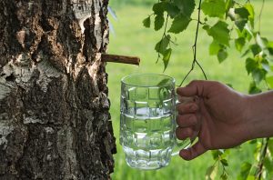 See 12 Surprising Help Birch Sap Water Can Do For Your Health