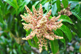 mango flower