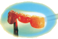 Bredent Oxide-Stop Precious | DentaCarts | Dental Cart