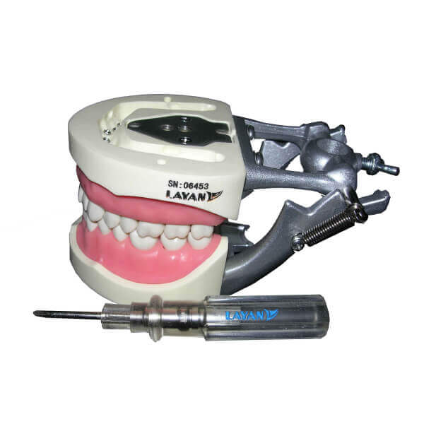Artificial Jaw Model Adult 32 Teeth | DentaCarts | Dental Cart