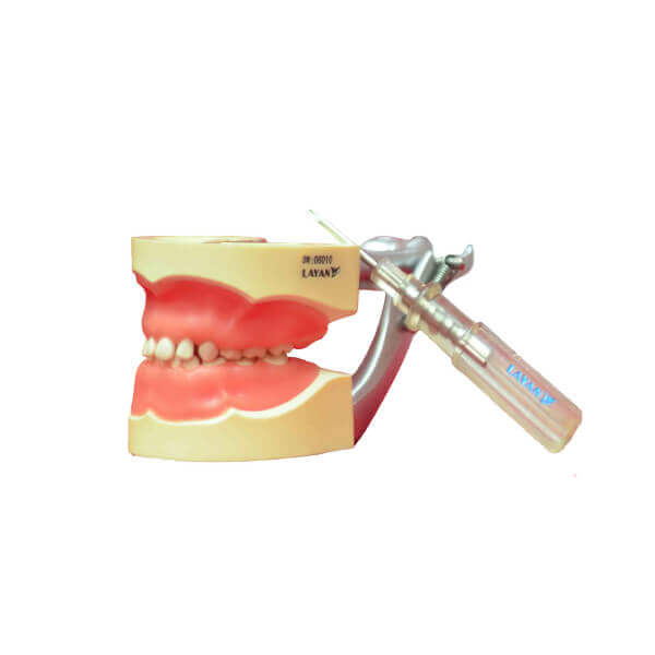 Artificial Jaw Model Pedo 24 Teeth | DentaCarts | Dental Cart