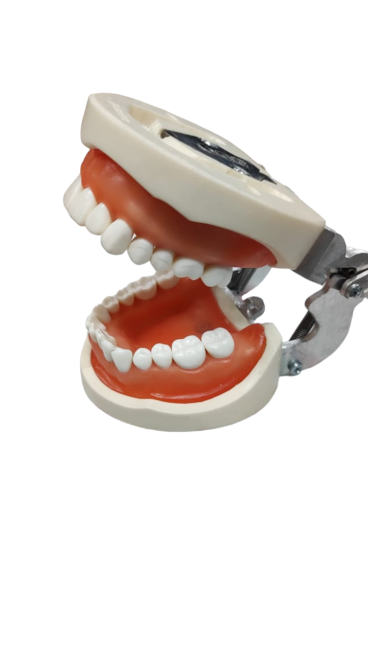Chinese Perio Cast with Articulator | DentaCarts | Dental Cart