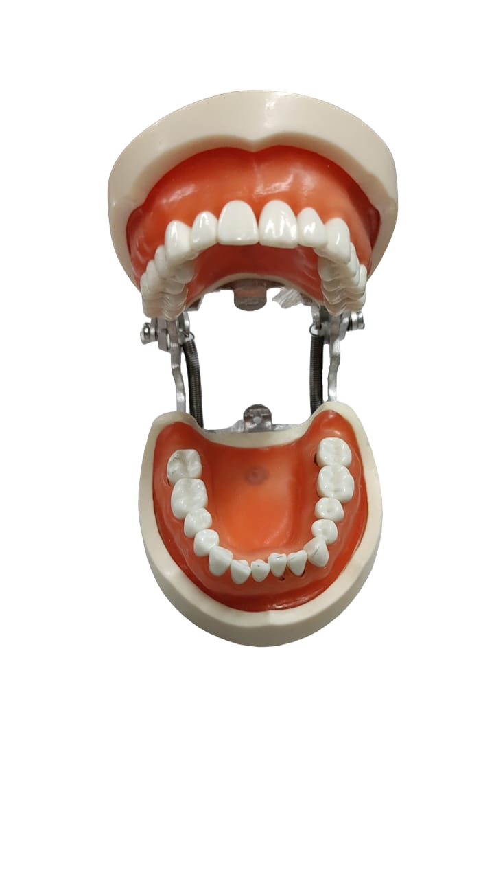 Chinese Perio Cast with Articulator | DentaCarts | Dental Cart