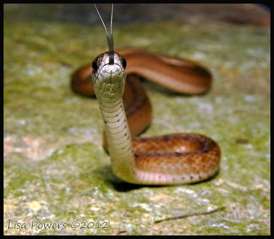Snake (example 1)