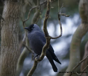 Western Jackdaw (Corvus monedula)