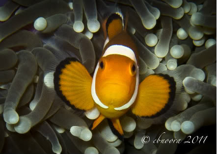 Ocellaris clownfish (Amphiprion ocellaris)