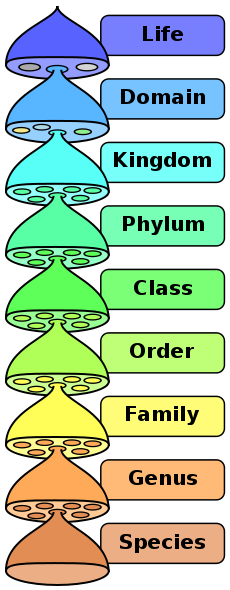 Biological Classification System