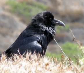 Common Raven (Corvus corax)
