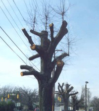 Treetopping