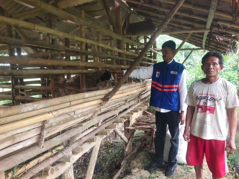 Cegah Penyakit dan Tingkatkan Kualitas, DT Peduli Serang Lakukan Kontrol Kesehatan dan Vaksinasi Domba di Desa Unggul Cikeusik