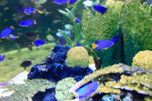 Dubai Aquarium & Underwater Zoo 