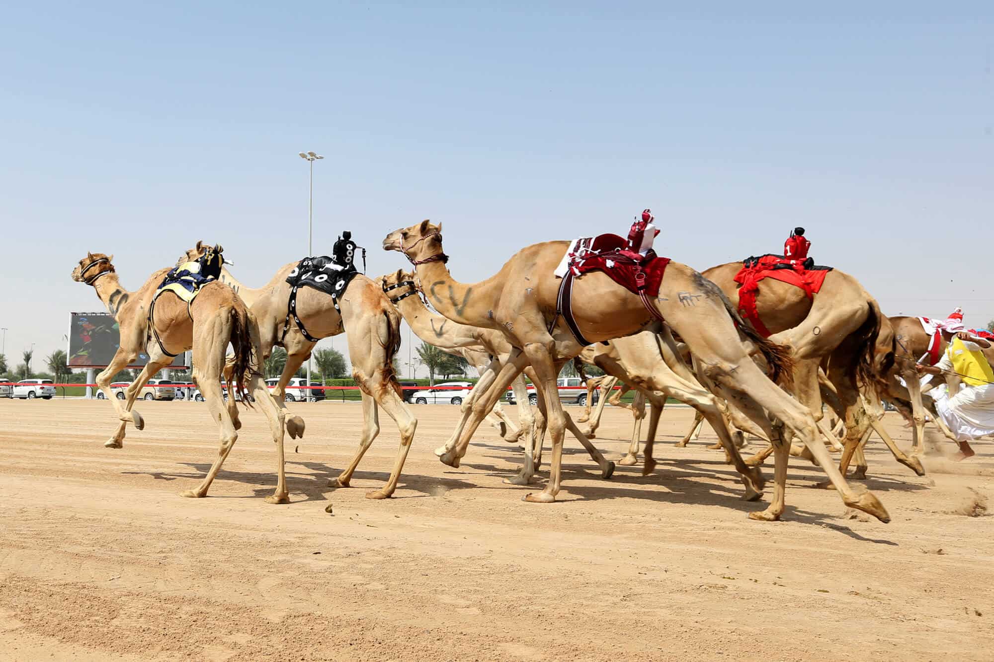 DubaiCRC-camel racing