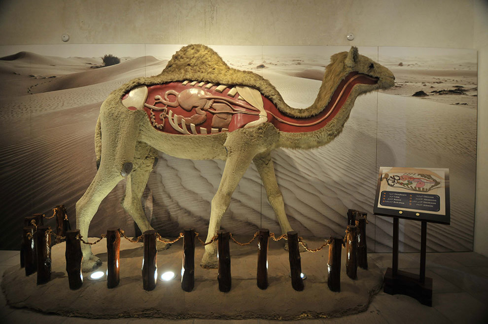 Camel Museum Dubai – Dubai Travel Guide and City Information