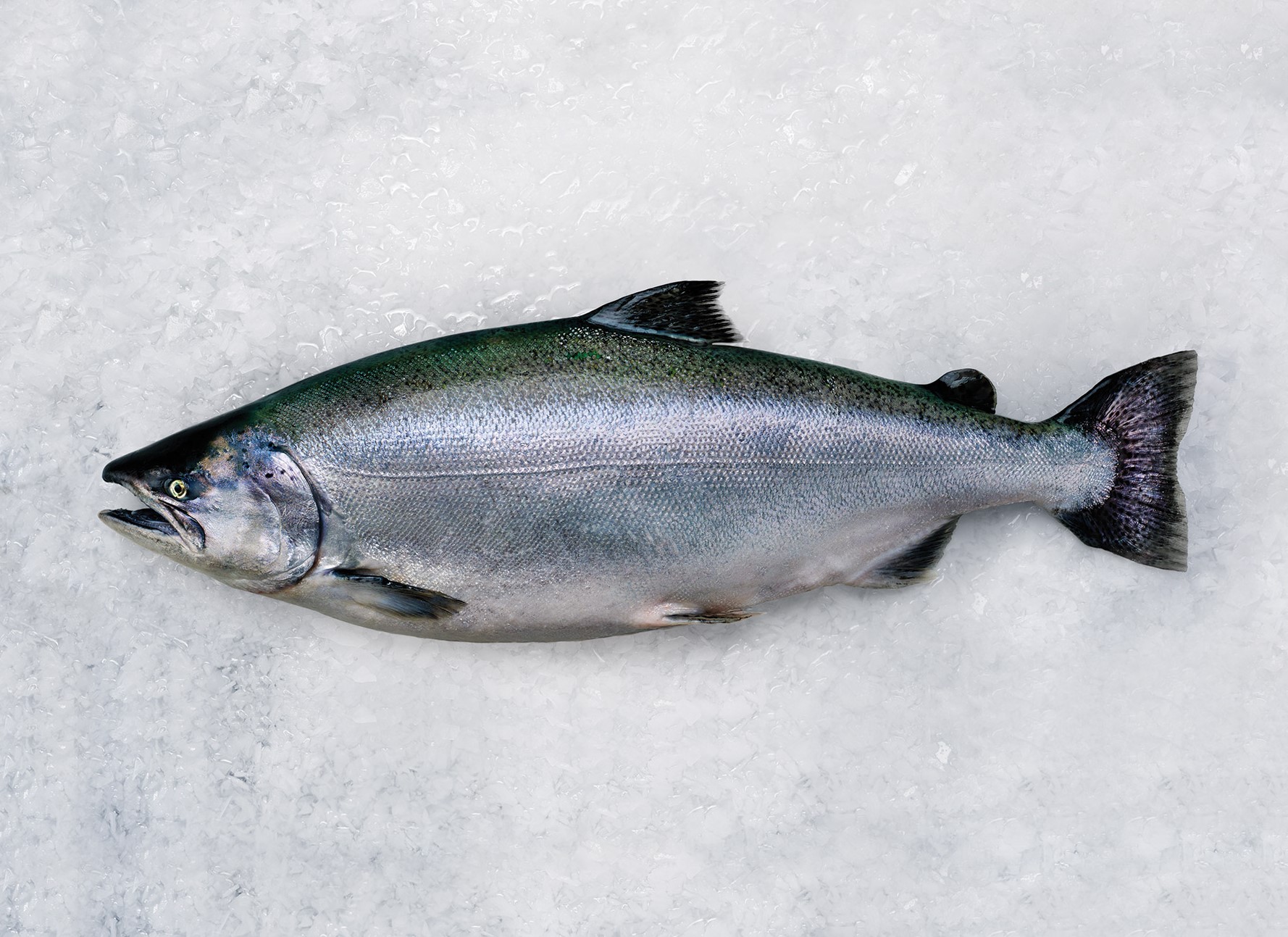 Daily Seafood  Salmon - B.C. Organic King Whole (8-10 lbs)