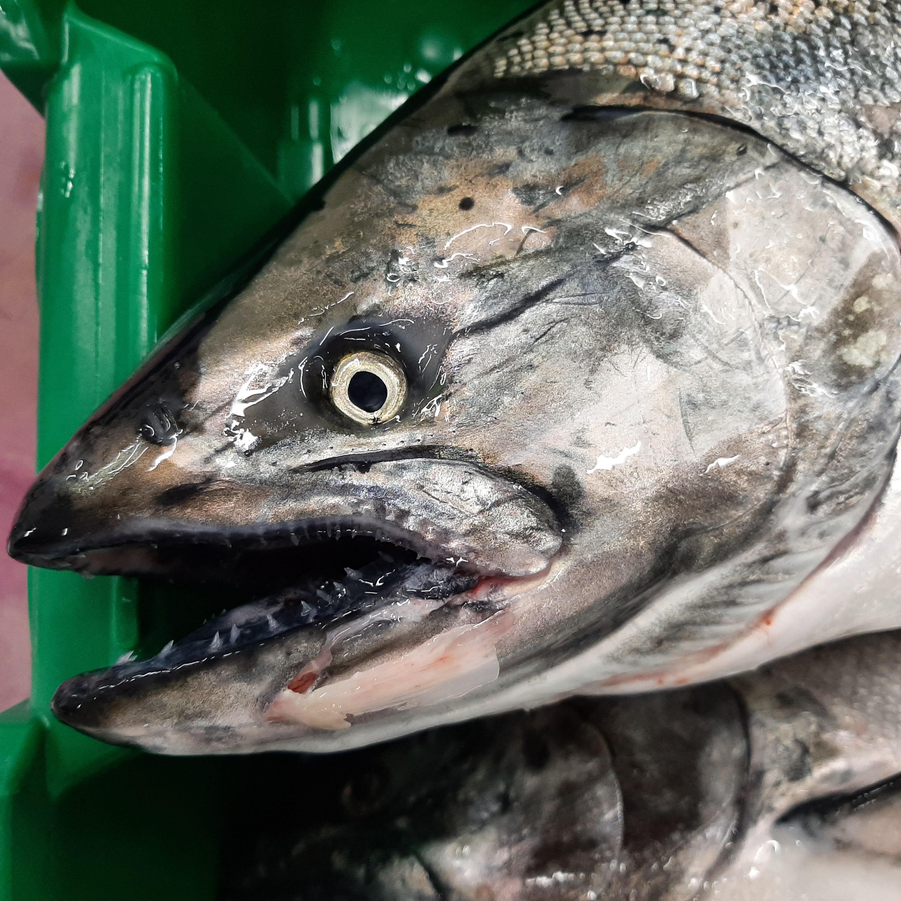 Eat Canadian Seafood  Sockeye Salmon portions - BC WILD