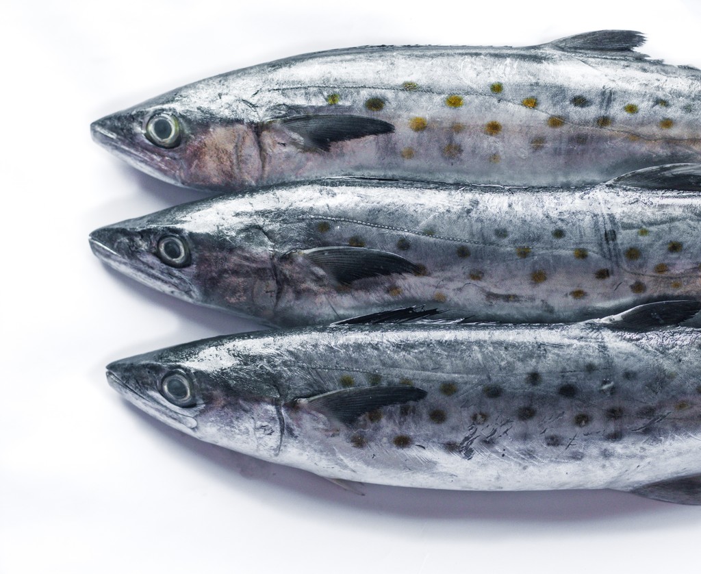 Daily Seafood Mackerel Spanish Whole (1.53 lbs)
