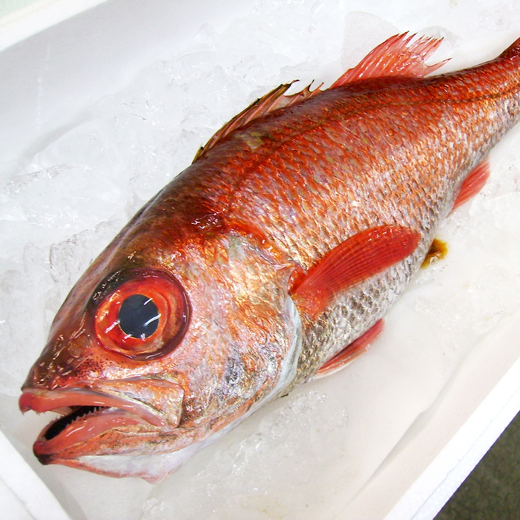 Some of our favorite seasonal fish right now! Kinmedai 金目鯛(Golden Eye  Snapper) Kuromutsu黒むつ(Japanese Bluefish) Nodoguroノドグロ(Rosy…