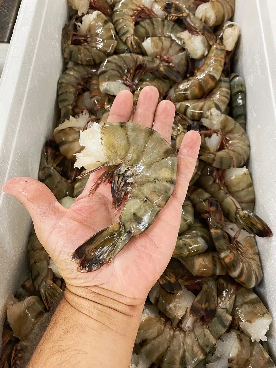 Jumbo Raw Black Tiger Shrimp - 4/6 Shell on, Deveined
