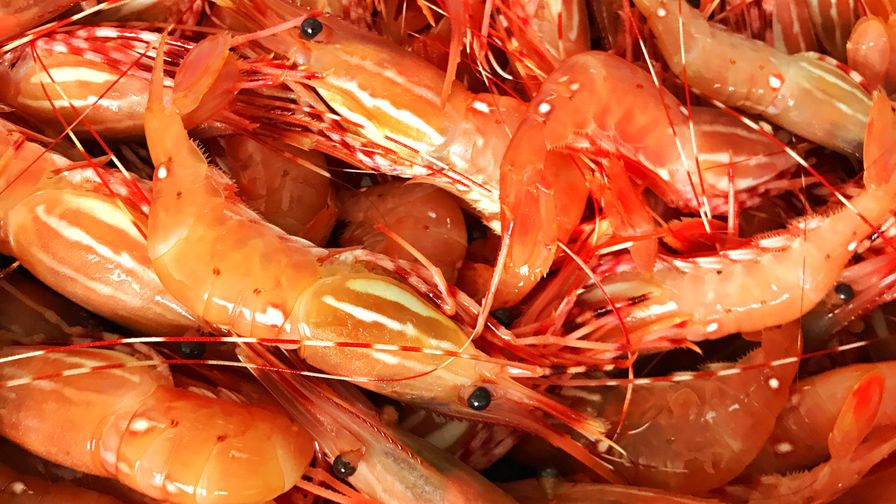 BC Spot Prawn tails - Wild, Frozen