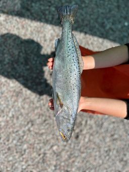 Speckled Trout