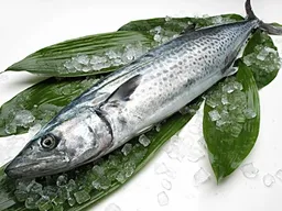 Sawara - Spanish Mackerel