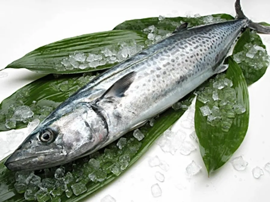 Sawara - Spanish Mackerel