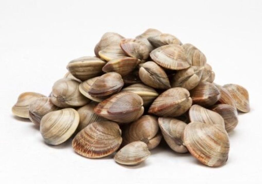 Littleneck Clams