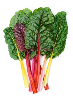 Chard, Bright Lights 