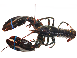 Live Canada Hardshell Lobster 1.5 LB - 2 LB