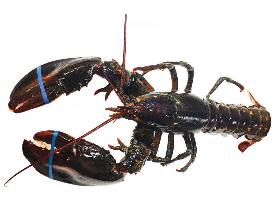 Live Canada Hardshell Lobster 1.5 LB - 2 LB