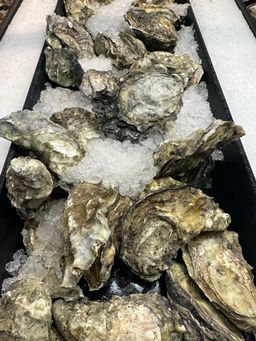 Beachcomber Oyster