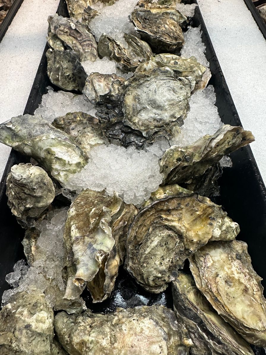 Beachcomber Oyster